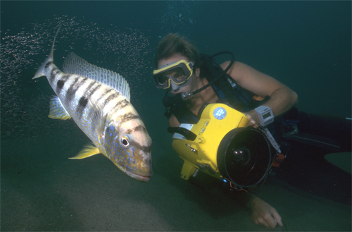 Lake+tanganyika+cichlids+species