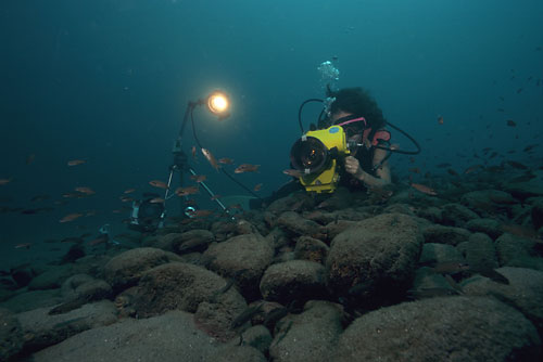 Lake+tanganyika+cichlids+species